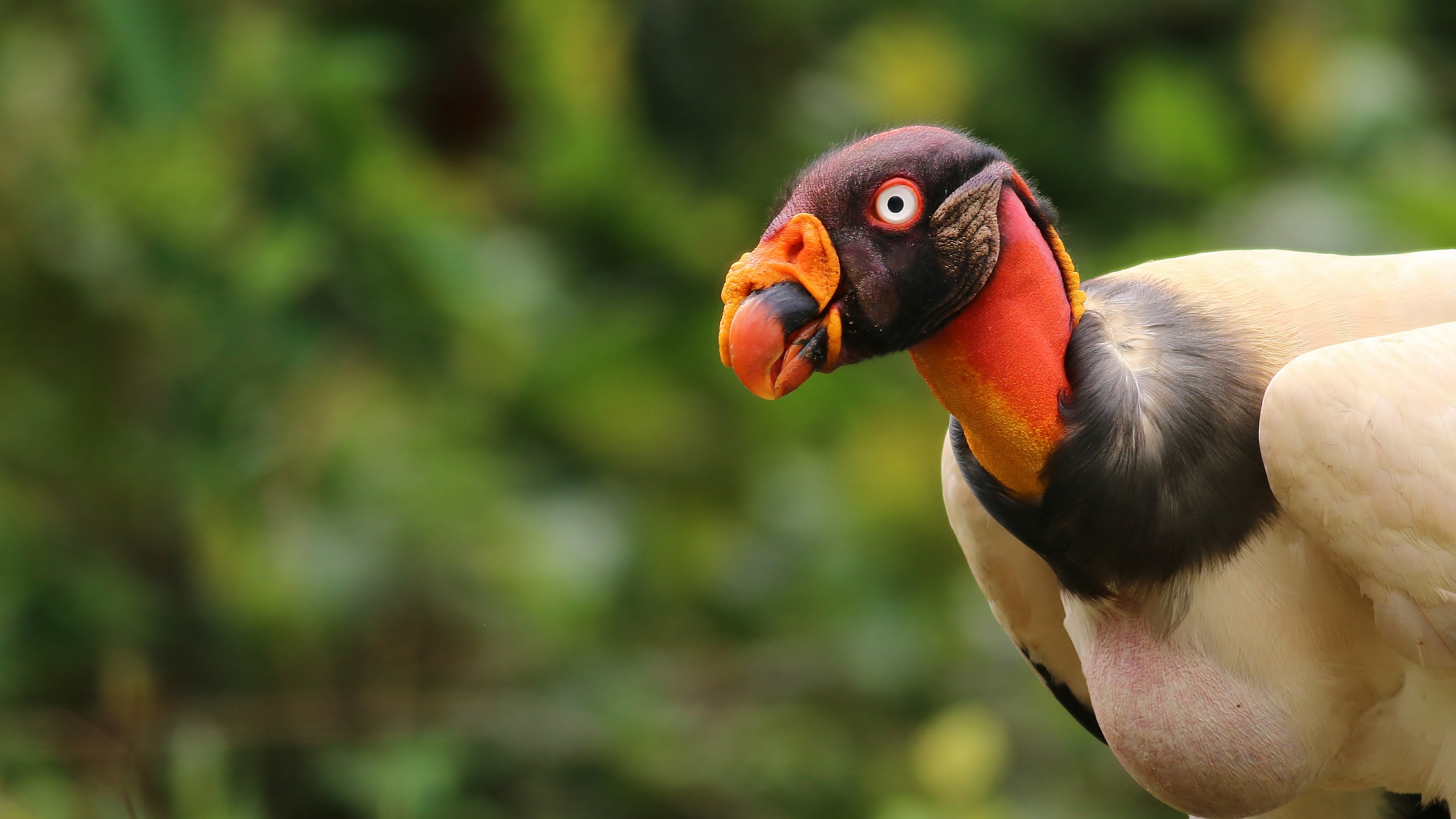 King Vulture